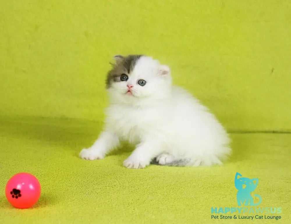Fantasia Scottish Straight female blue tabby van - live animals