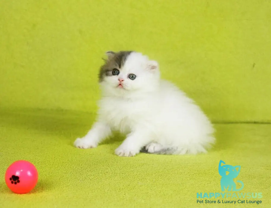 Fantasia Scottish Straight female blue tabby van - live animals