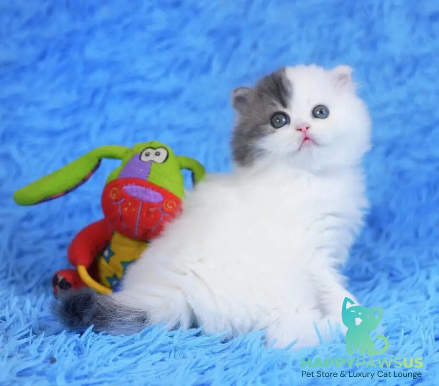 Fantasia Scottish Straight female blue tabby van - live animals