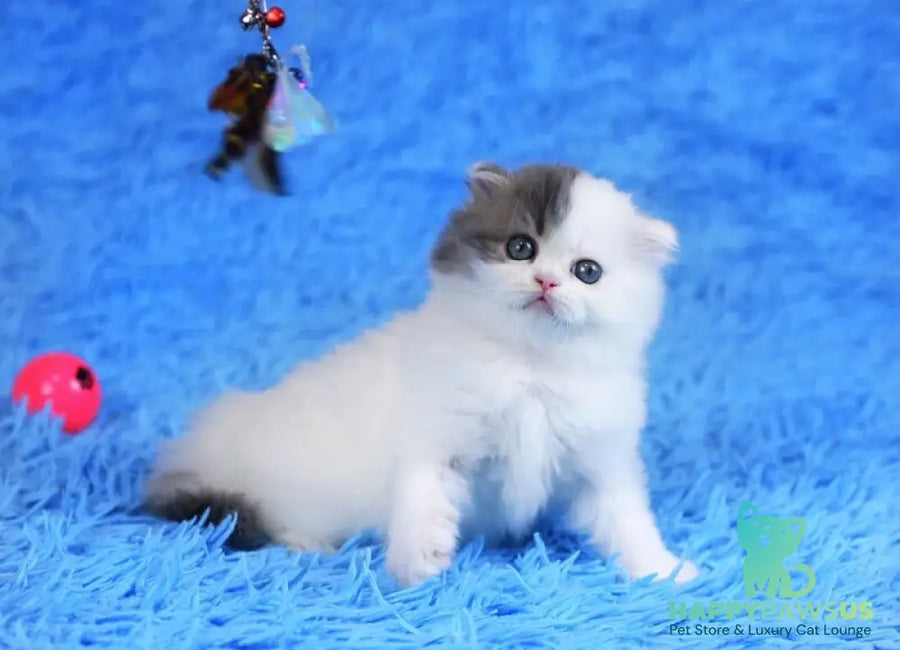 Fantasia Scottish Straight female blue tabby van - live animals