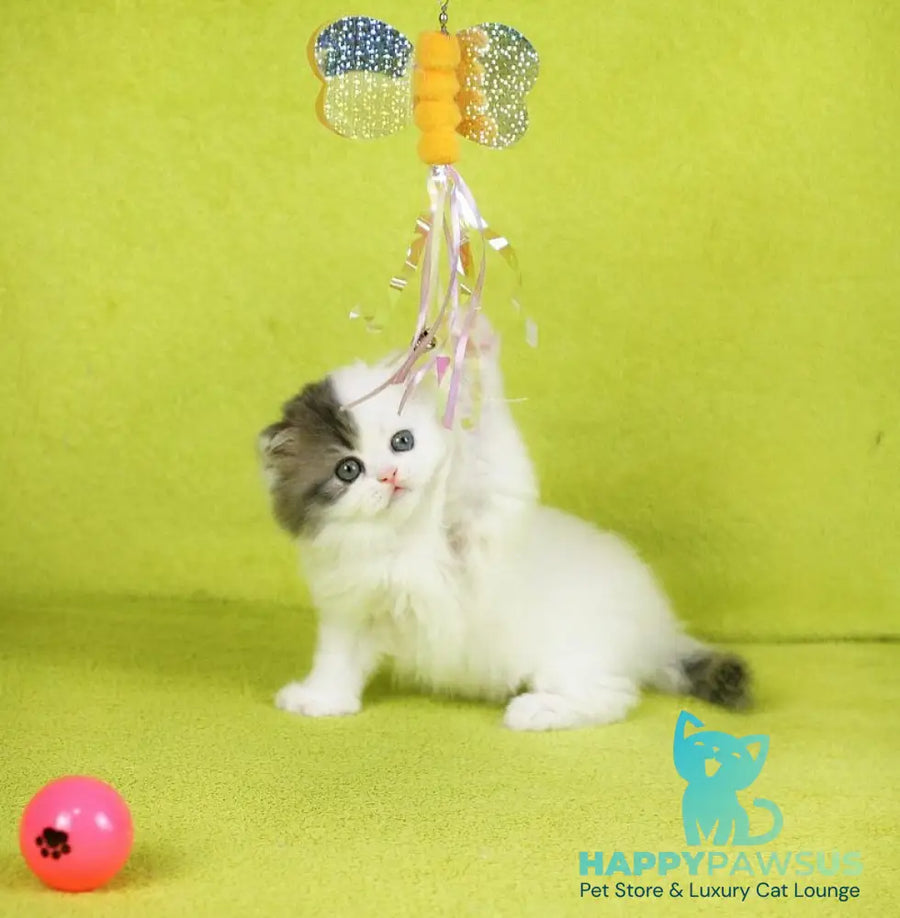 Fantasia Scottish Straight female blue tabby van - live animals