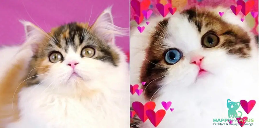 Fantasia Scottish Straight female blue tabby van - live animals