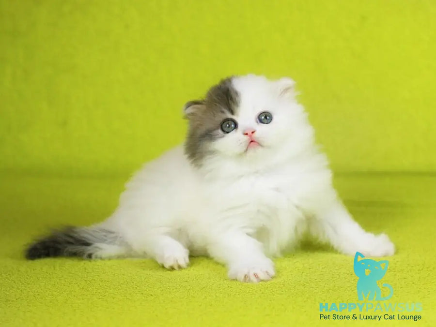 Fantasia Scottish Straight female blue tabby van - live animals