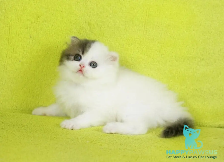 Fantasia Scottish Straight female blue tabby van - live animals