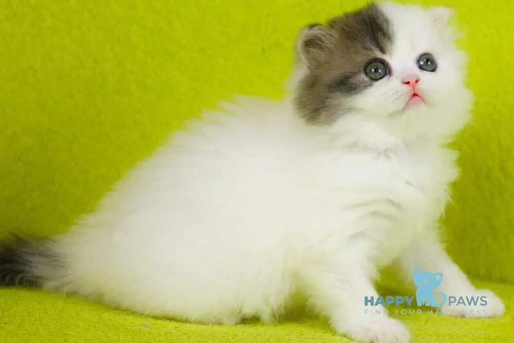 Fantasia Scottish Straight female blue tabby van - live animals