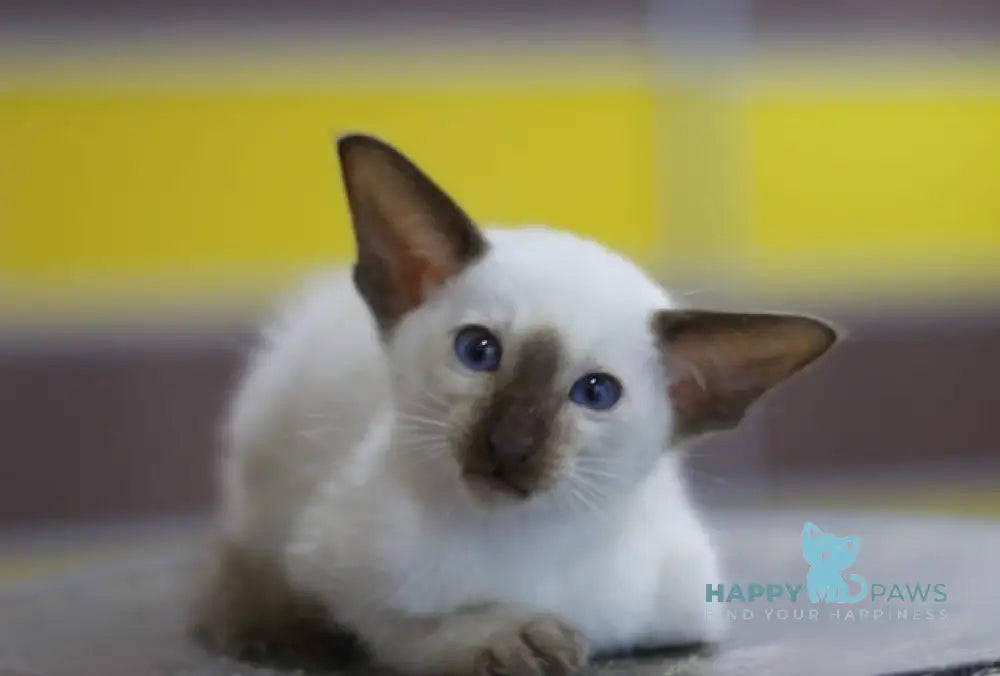 Fantastic Siamese male seal pointed live animals