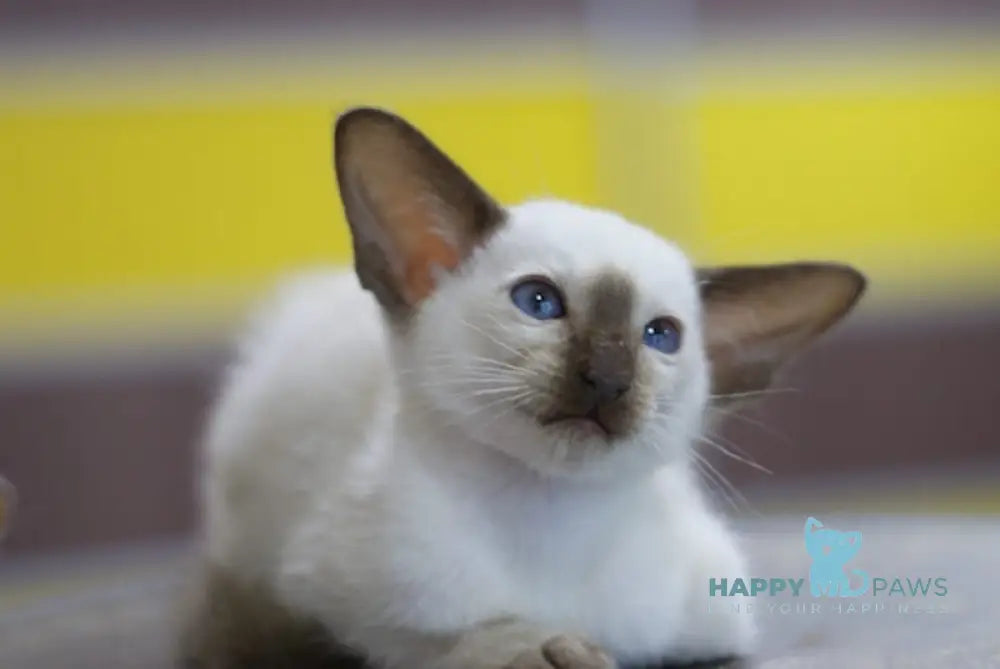 Fantastic Siamese male seal pointed live animals