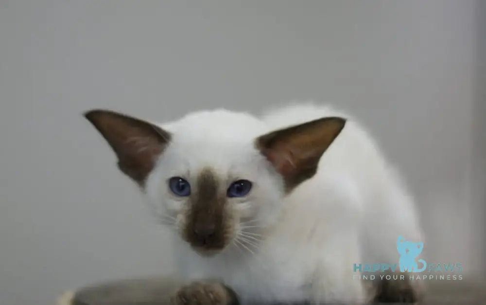 Fantastic Siamese male seal pointed live animals