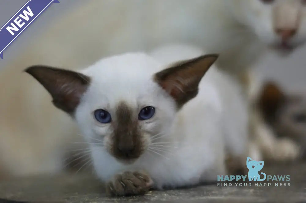 Fantastic Siamese male seal pointed live animals