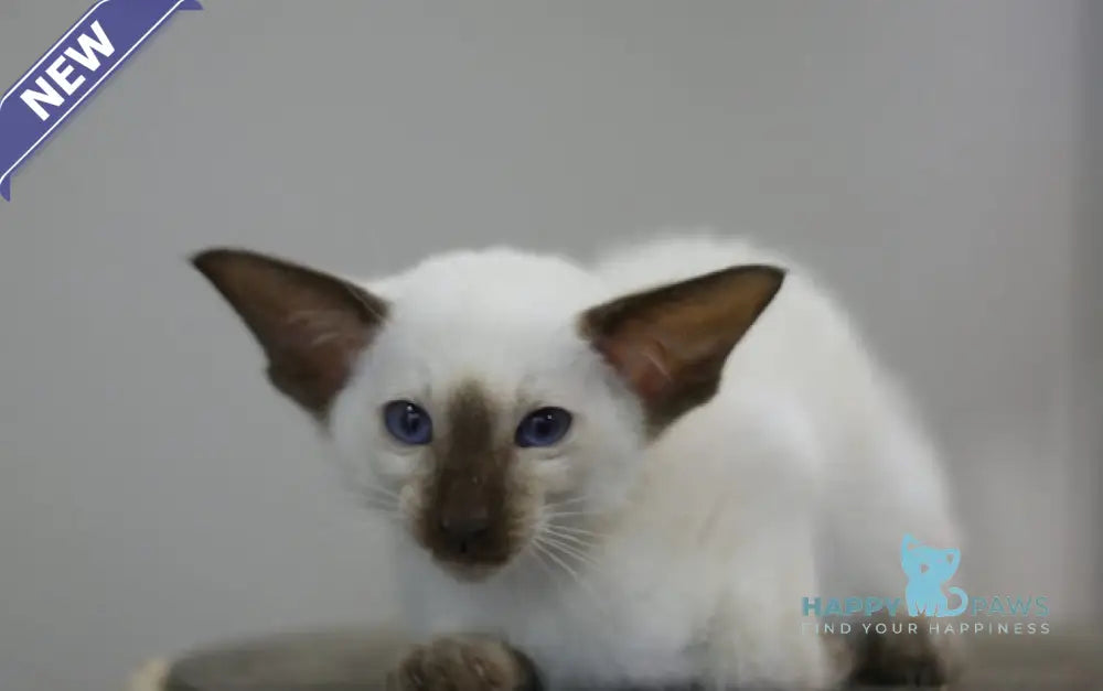 Fantastic Siamese male seal pointed live animals