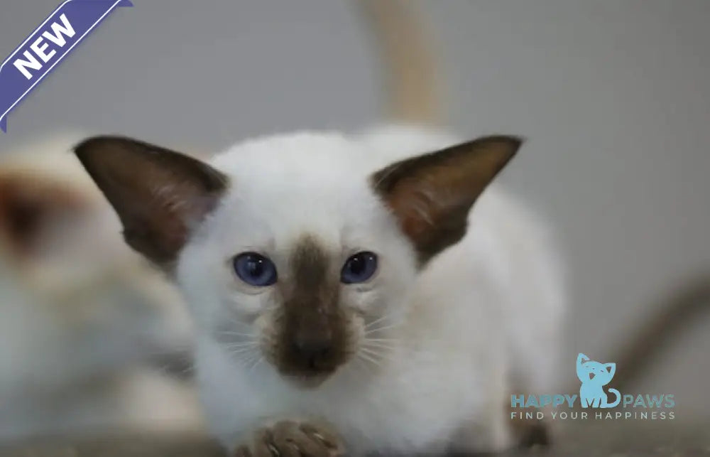 Fantastic Siamese male seal pointed live animals