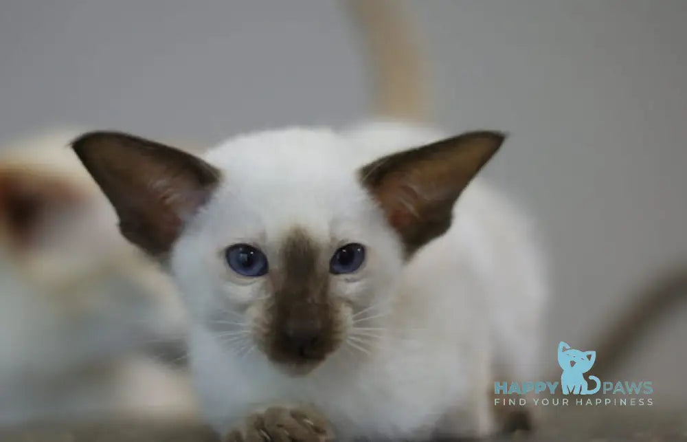 Fantastic Siamese male seal pointed live animals