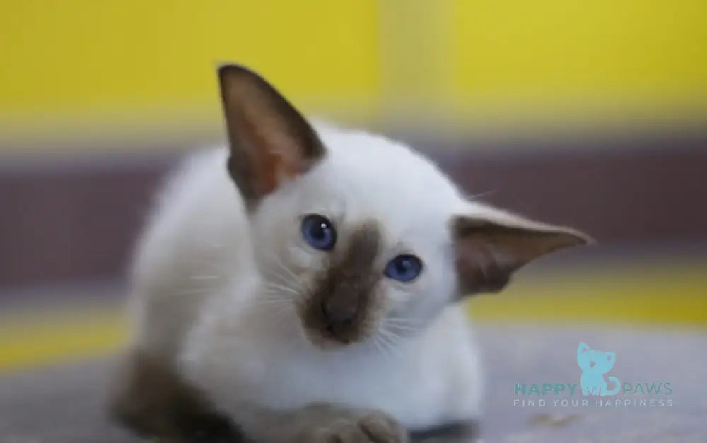 Fantastic Siamese male seal pointed live animals