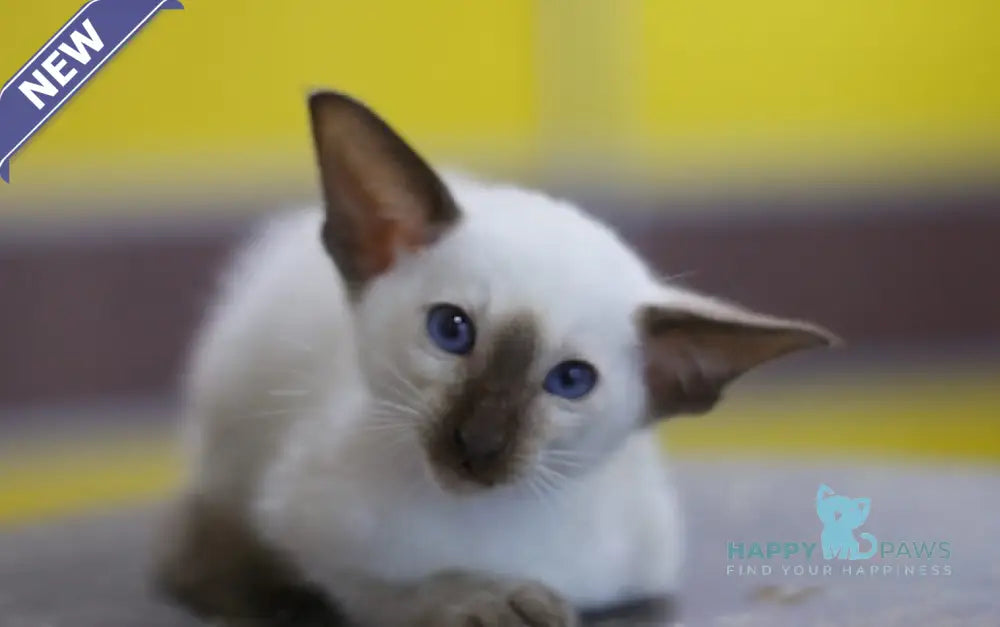 Fantastic Siamese male seal pointed live animals