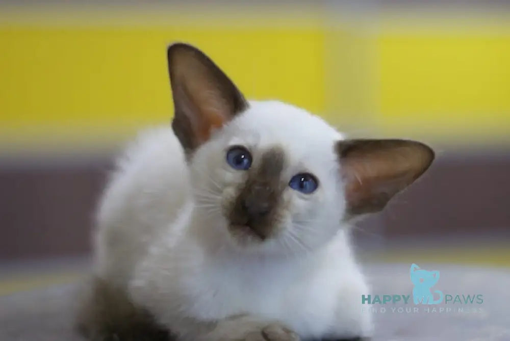 Fantastic Siamese male seal pointed live animals
