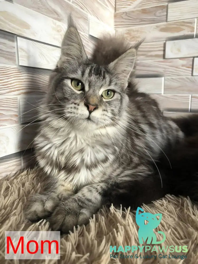 Fantasy Maine Coon female black - live animals