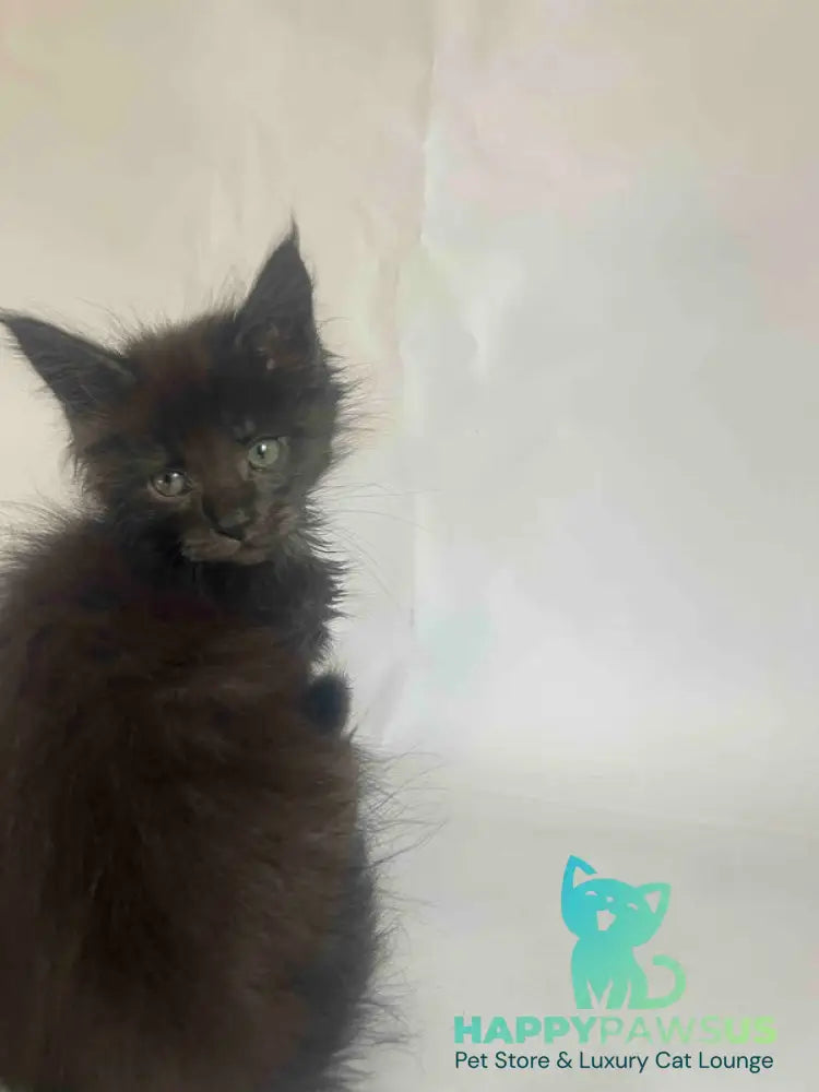 Fantasy Maine Coon female black - live animals