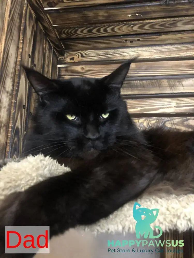 Fantasy Maine Coon female black - live animals