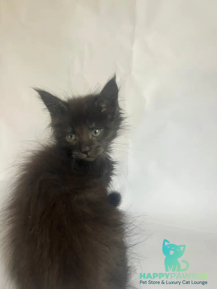 Fantasy Maine Coon female black - live animals