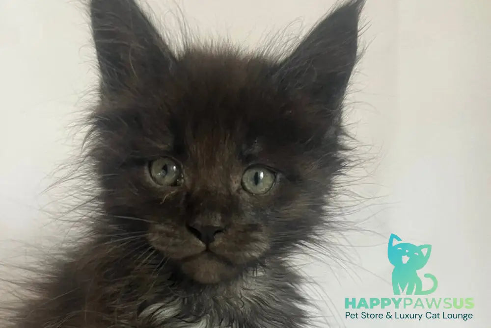 Fantasy Maine Coon female black - live animals