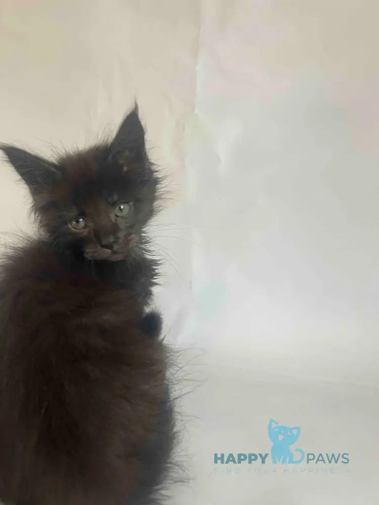 Fantasy Maine Coon female black - live animals