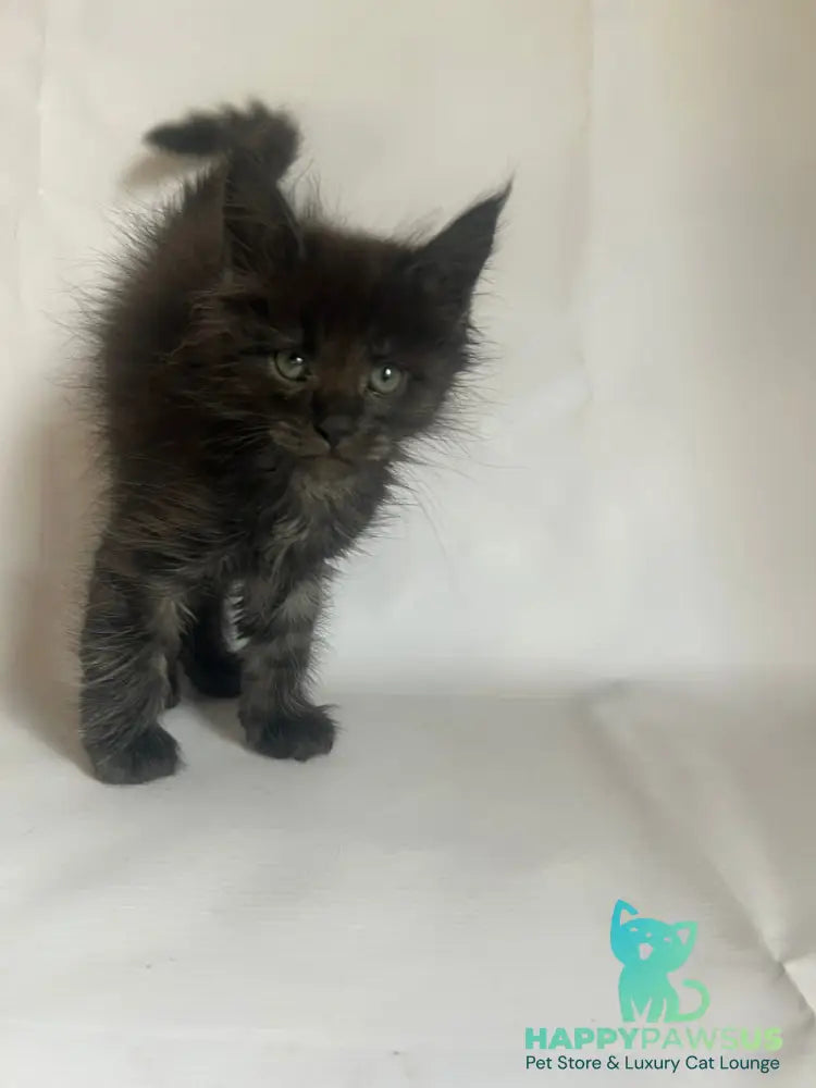 Fantasy Maine Coon female black - live animals