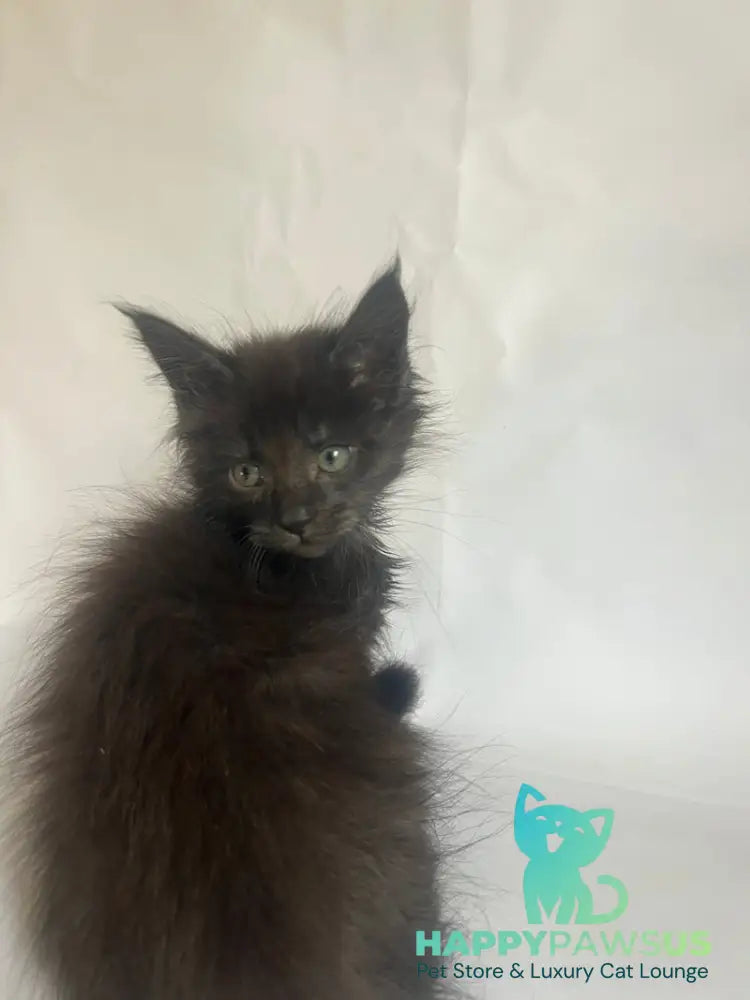 Fantasy Maine Coon female black - live animals