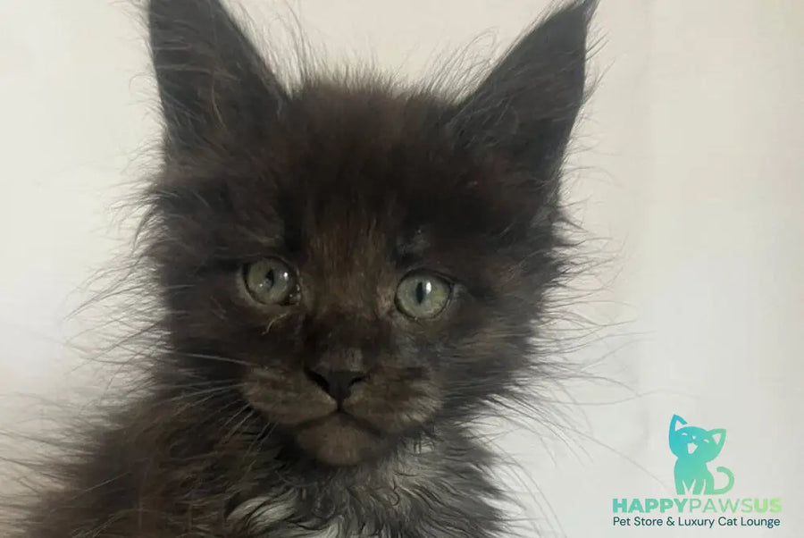 Fantasy Maine Coon female black - live animals