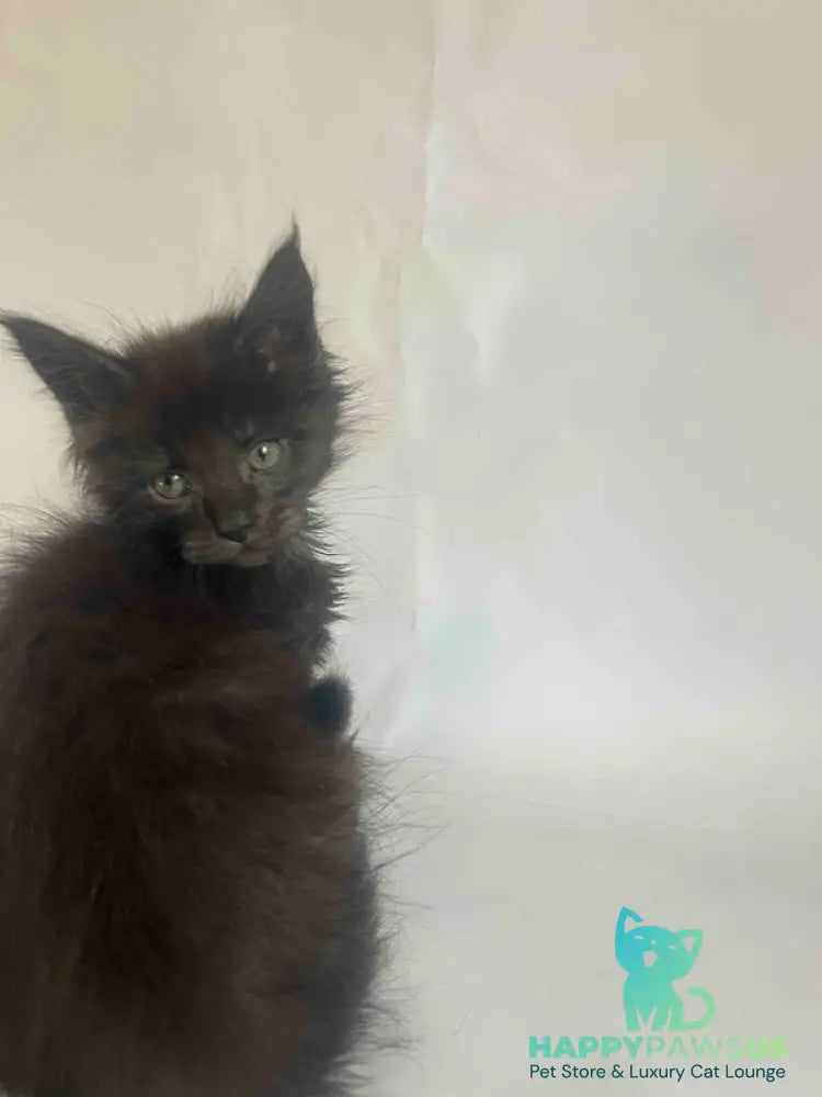 Fantasy Maine Coon female black - live animals