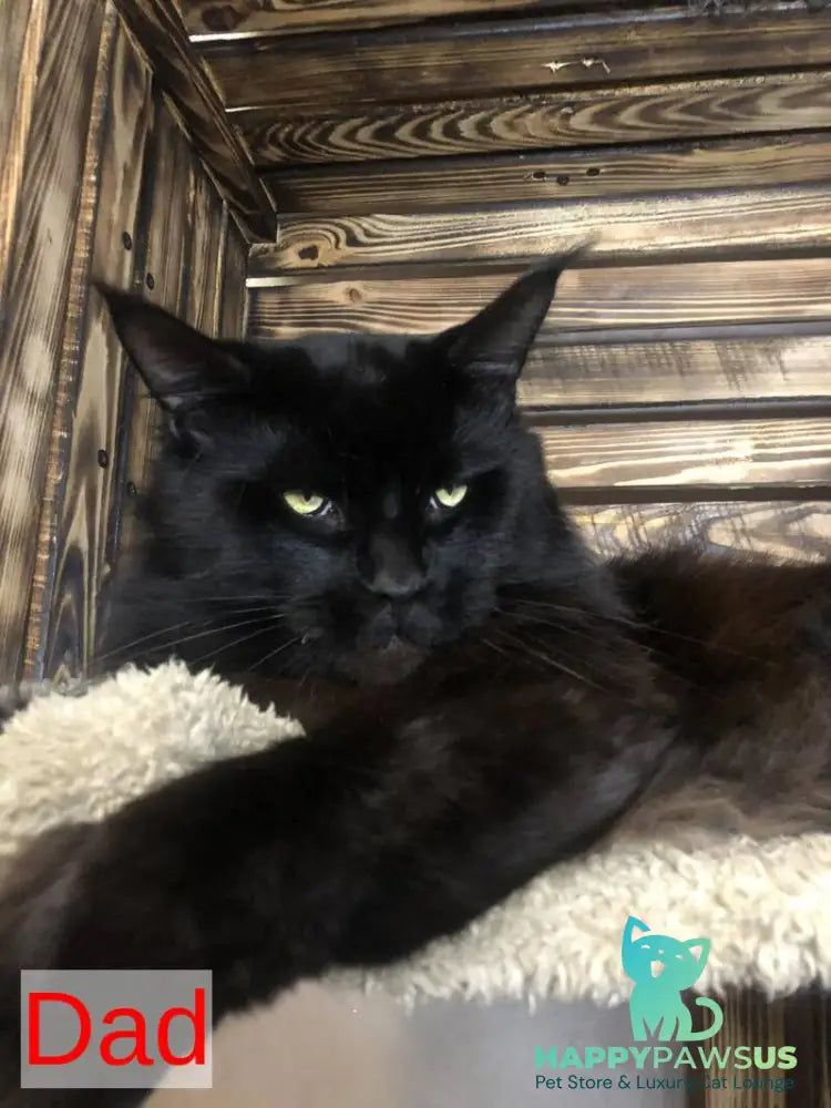 Fantasy Maine Coon female black - live animals