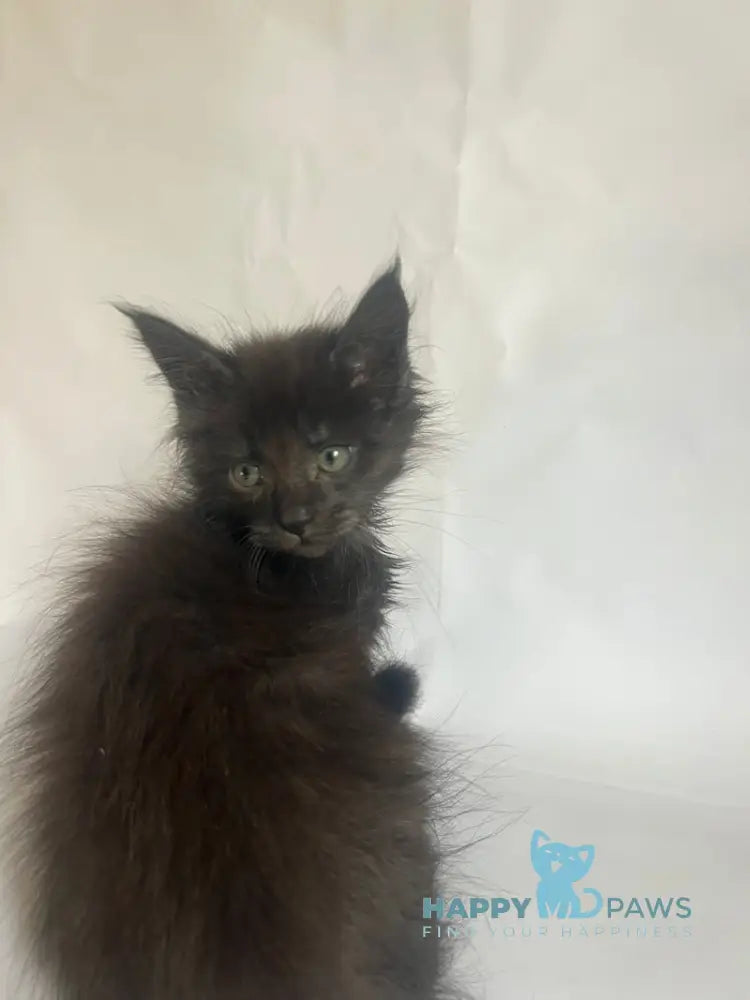 Fantasy Maine Coon female black - live animals
