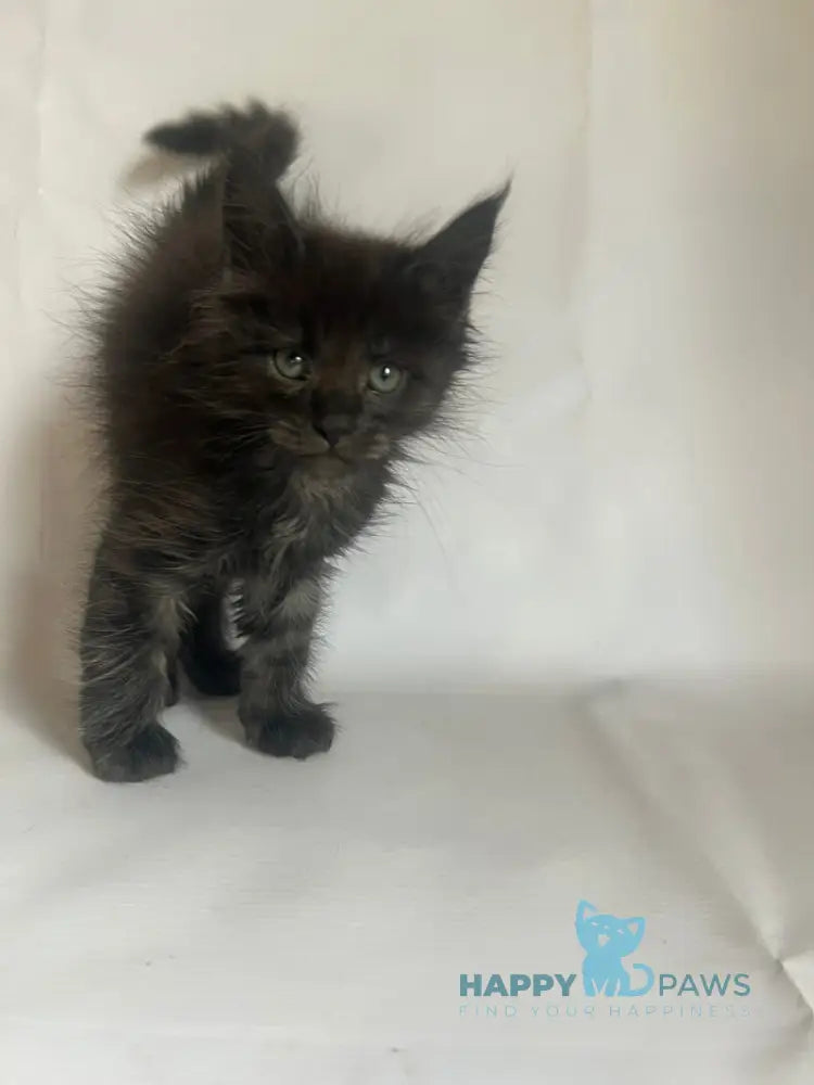 Fantasy Maine Coon female black - live animals