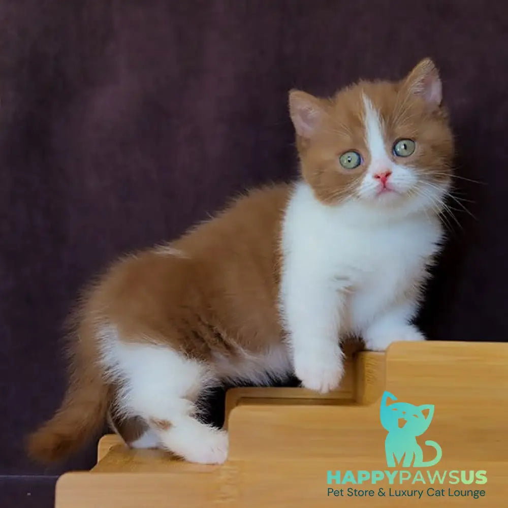 Fantasy Munchkin female cinnamon bicolour - live animals