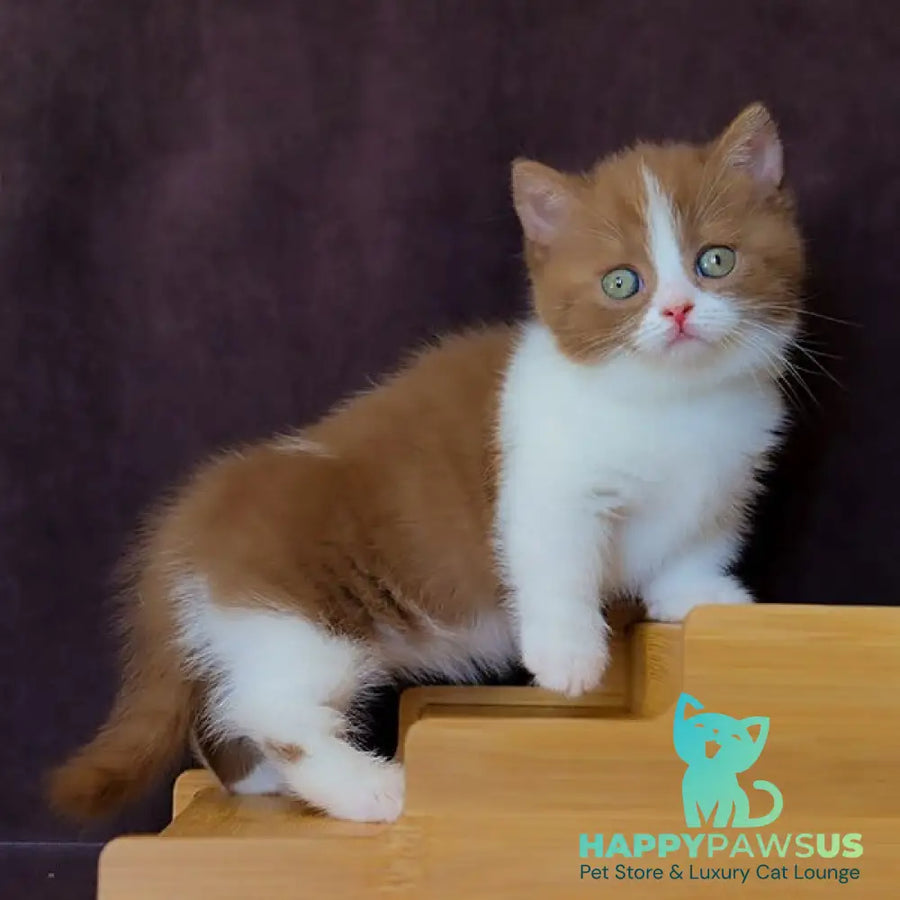 Fantasy Munchkin female cinnamon bicolour - live animals