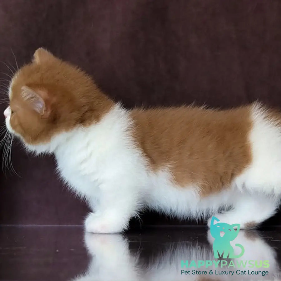 Fantasy Munchkin female cinnamon bicolour - live animals