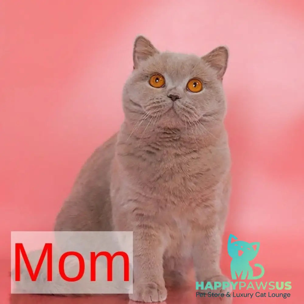 Fantasy Munchkin female cinnamon bicolour - live animals