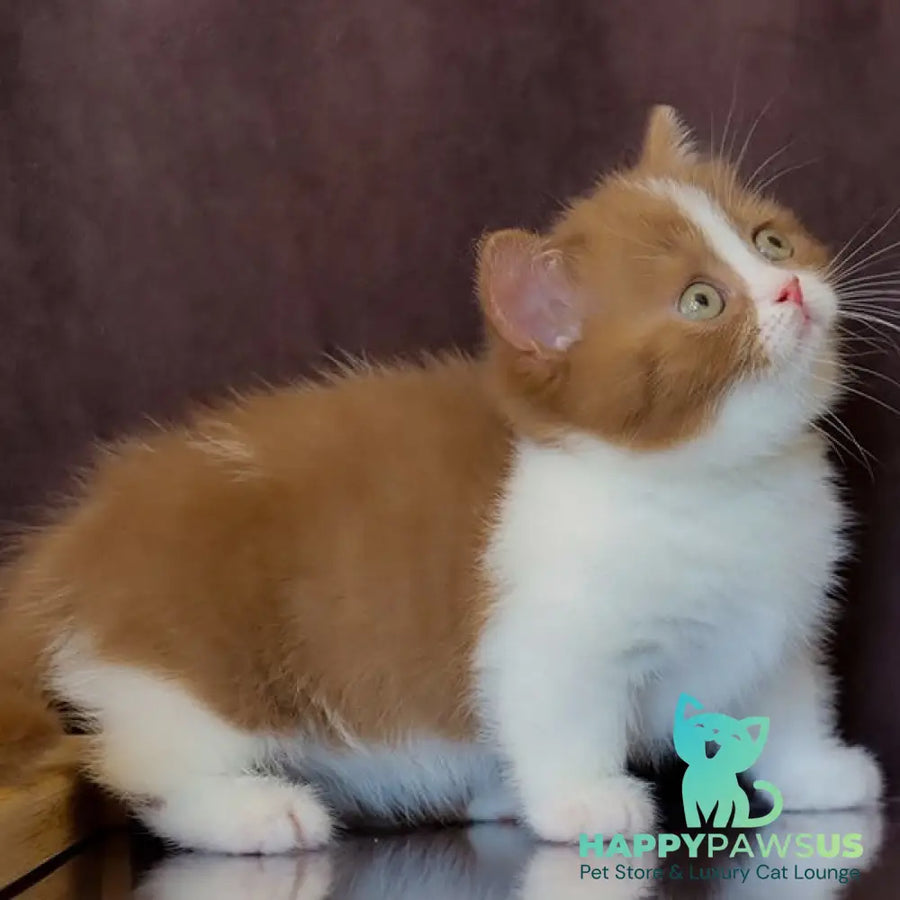 Fantasy Munchkin female cinnamon bicolour - live animals