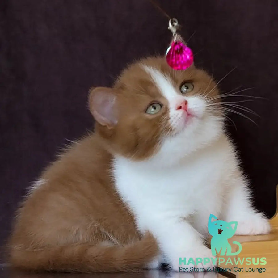 Fantasy Munchkin female cinnamon bicolour - live animals