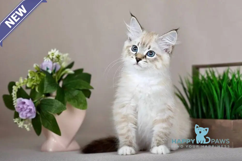 Fantasy Siberian female seal with white tabby pointed - live animals