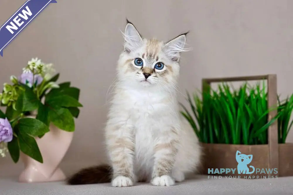 Fantasy Siberian female seal with white tabby pointed - live animals