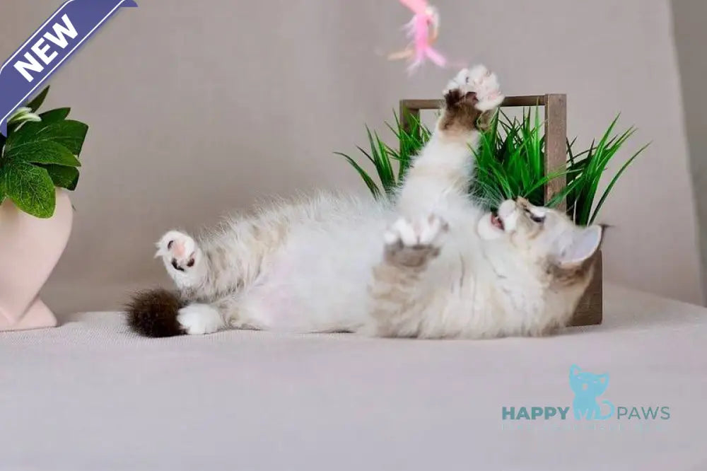 Fantasy Siberian female seal with white tabby pointed - live animals