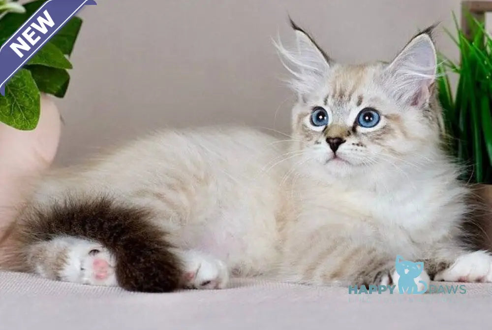 Fantasy Siberian female seal with white tabby pointed - live animals