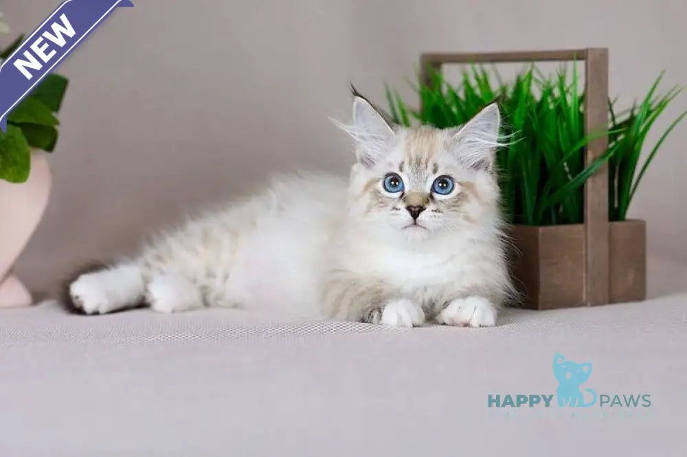 Fantasy Siberian female seal with white tabby pointed - live animals