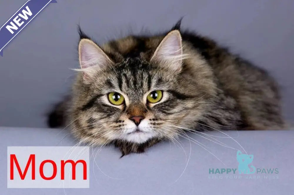 Fantasy Siberian female seal with white tabby pointed - live animals