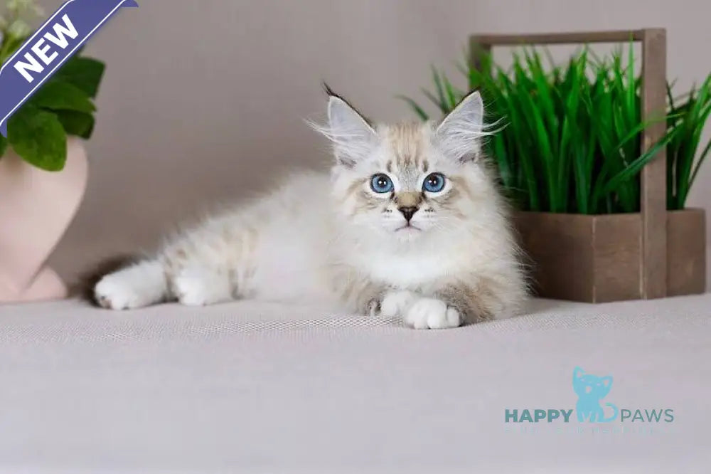 Fantasy Siberian female seal with white tabby pointed - live animals