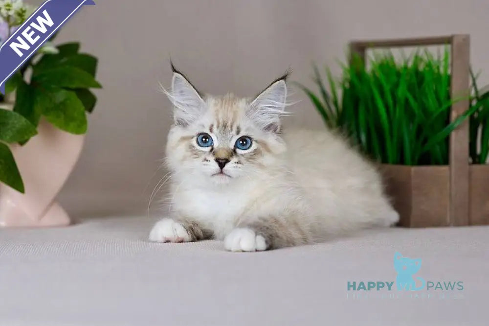 Fantasy Siberian female seal with white tabby pointed - live animals