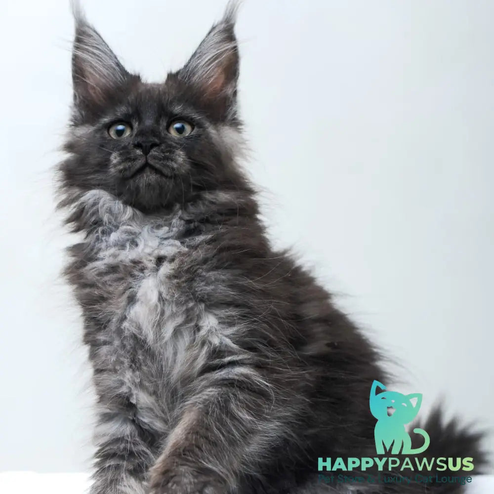 Fantazia Maine Coon female black silver - live animals