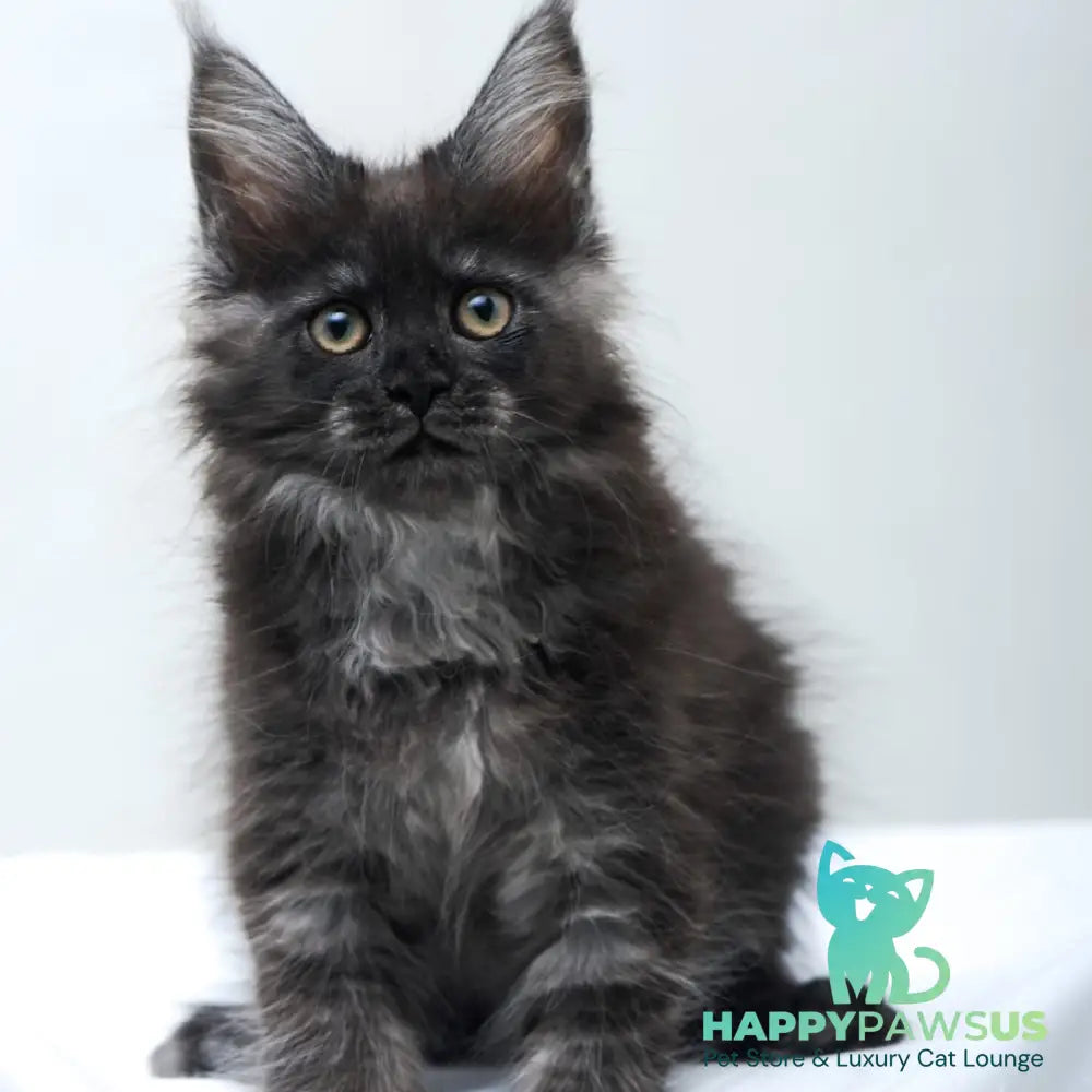 Fantazia Maine Coon female black silver - live animals