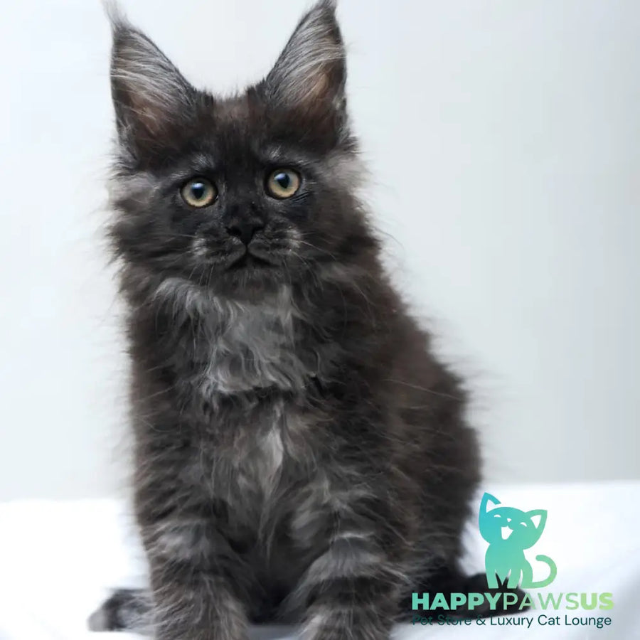 Fantazia Maine Coon female black silver - live animals