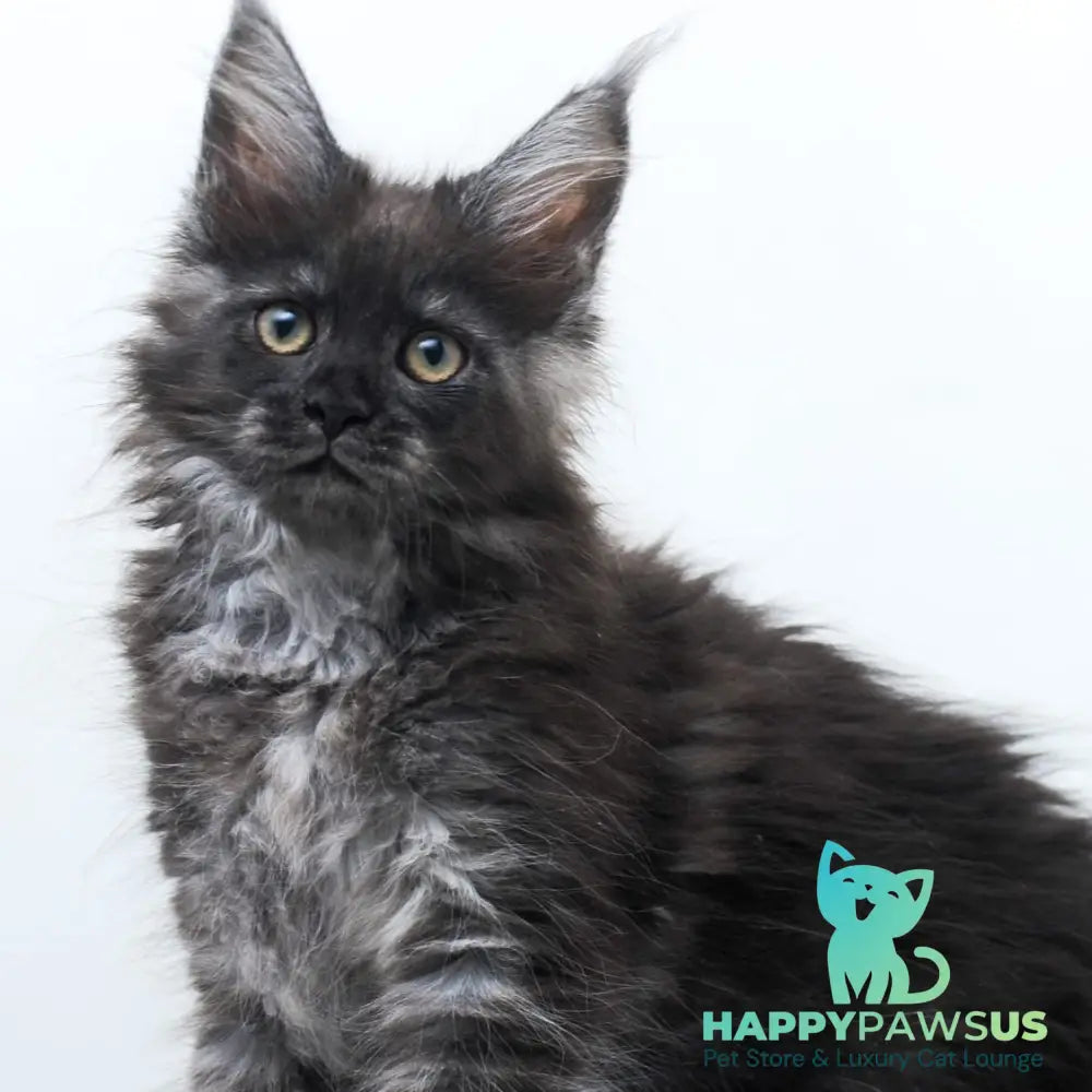 Fantazia Maine Coon female black silver - live animals
